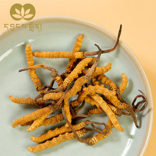 800条虫草-央珍虫草 商品图0