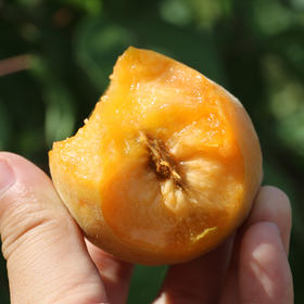 山区小黄杏成熟啦 自然成熟 现摘现发 个头小 酸甜 500g