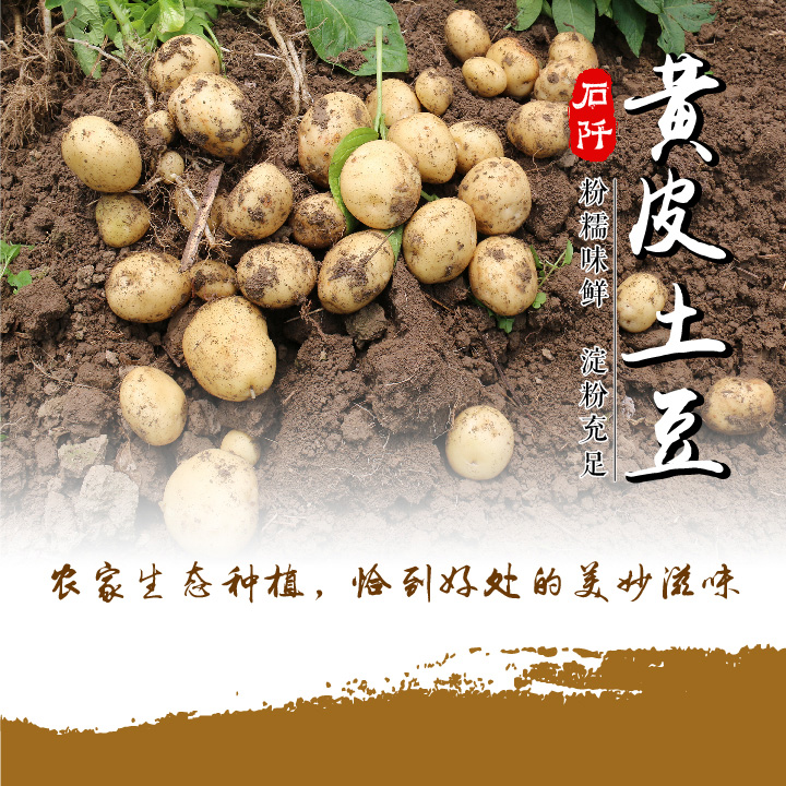 【石阡·黄皮土豆】【5斤装,大小任选】现挖现发 新鲜到家 贵州省内