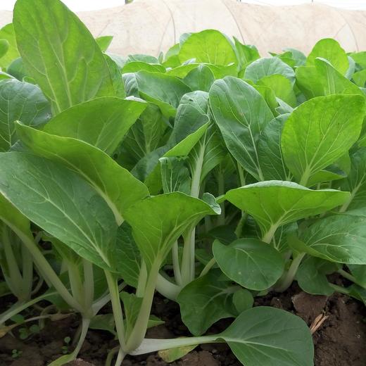 生态小白菜 | 绿家自产* ecological small Chinese cabbage | Self-production 商品图2