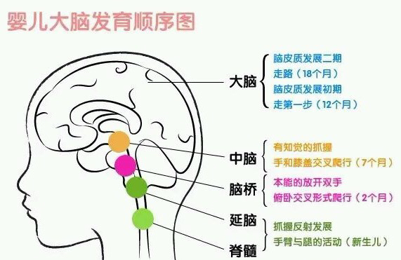 商品详情             第一讲:儿童脑部的发展总规律;儿童的主要学习