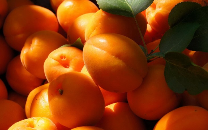 现货——大泽山红太阳大甜杏特价 14.5元3斤