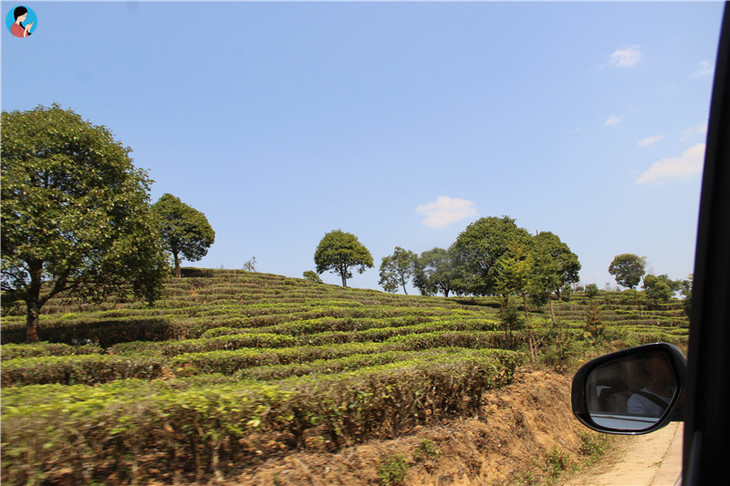 老曼峨 | 这座茶山上的寨子,至今也有1400多年的历史,是最先种茶制茶