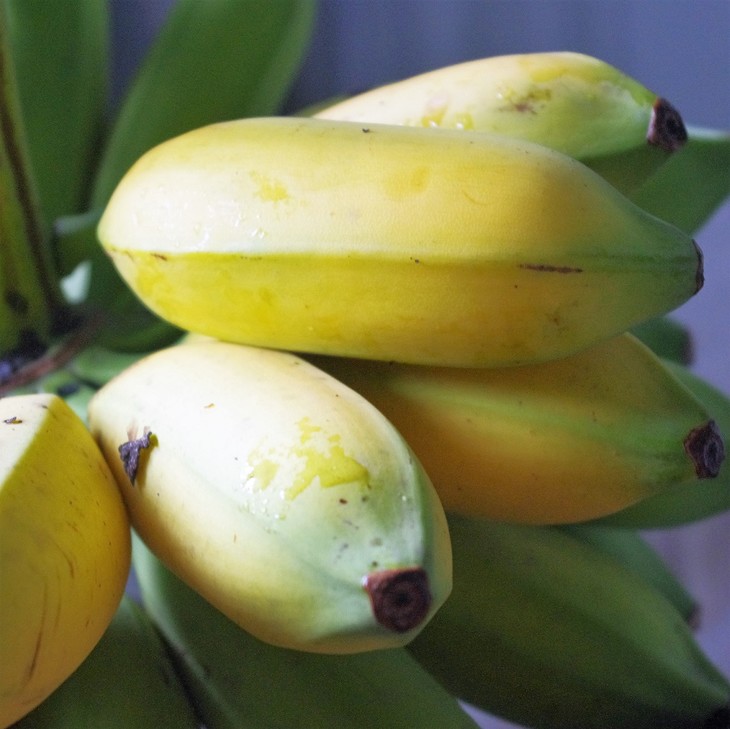 绿家自产 | 老实芭蕉干巴巴 *self-production | dried honest banana