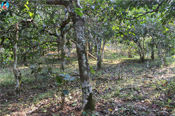 老曼峨 | 这座茶山上的寨子,至今也有1400多年的历史,是最先种茶制茶