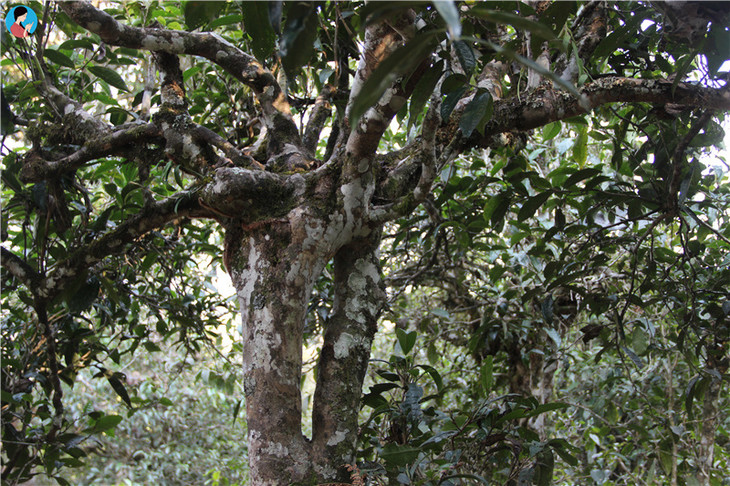 老曼峨 | 这座茶山上的寨子,至今也有1400多年的历史,是最先种茶制茶