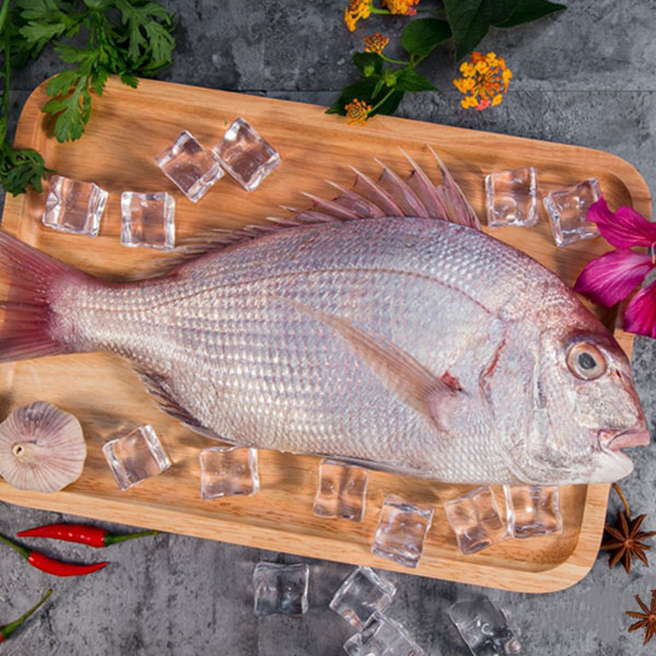 真鲷鱼 (又名:加吉鱼) 深海野生 xx元/500g 整条出售 每条xxkg左右