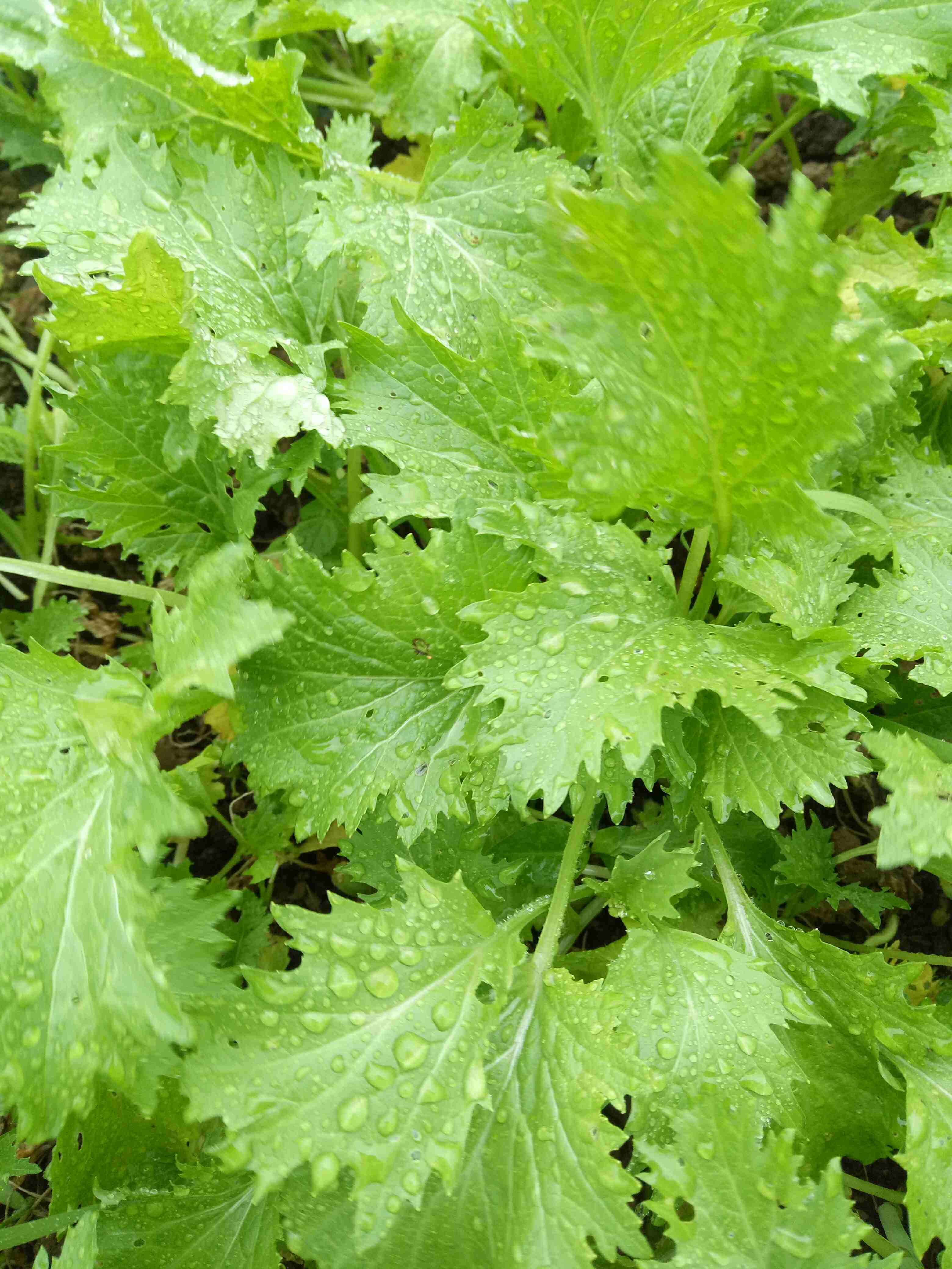 梅大姐高山生态农场之香叶饺子菜