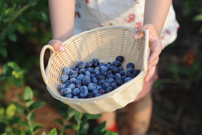 9元起,抢双人蓝彩虹蓝莓采摘套票,进园随便吃,还能带走3斤!