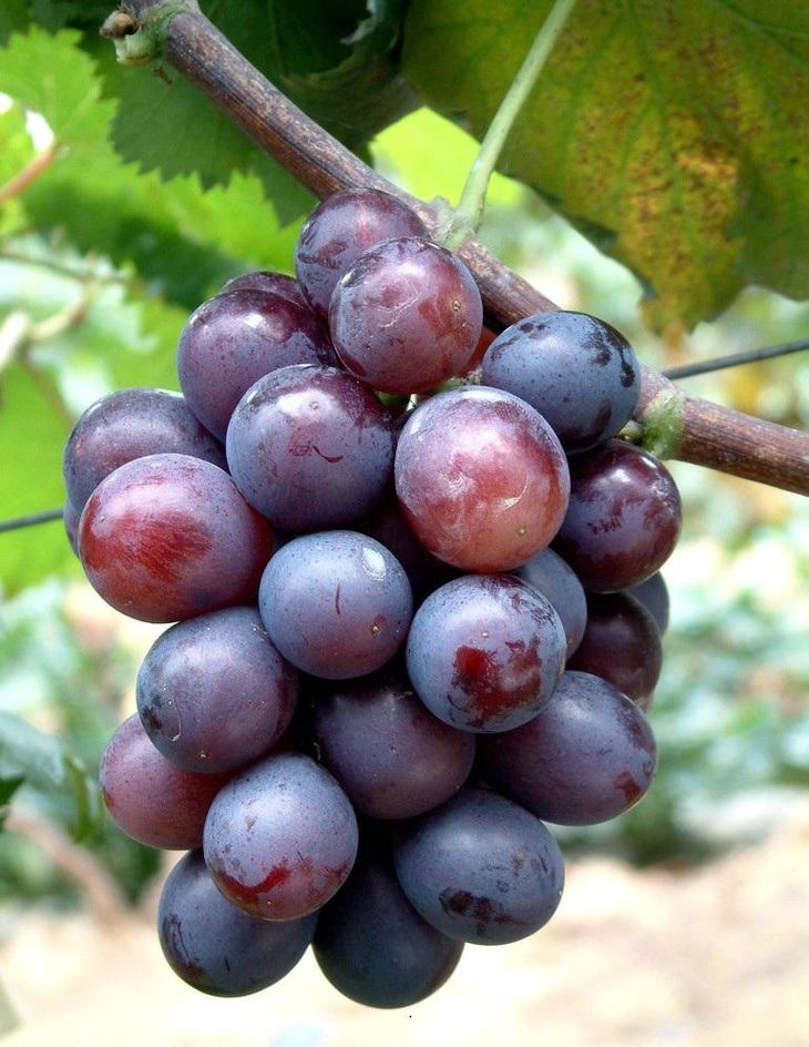 大泽山巨峰葡萄 9.9/斤