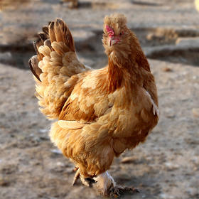 皖北散养宫廷黄鸡北京油鸡滋补母鸡