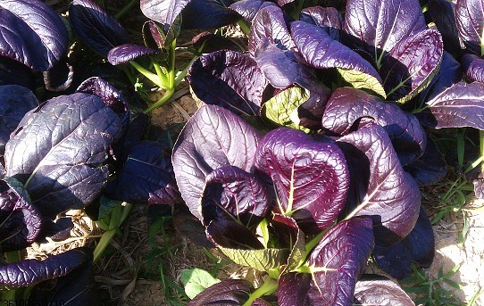 紫油菜 - 乐居菜篮子