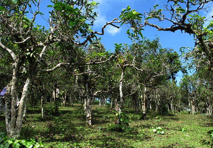 茶香记 贺开古树春尖 普洱生茶 香高馥郁 入口即化 气韵悠长