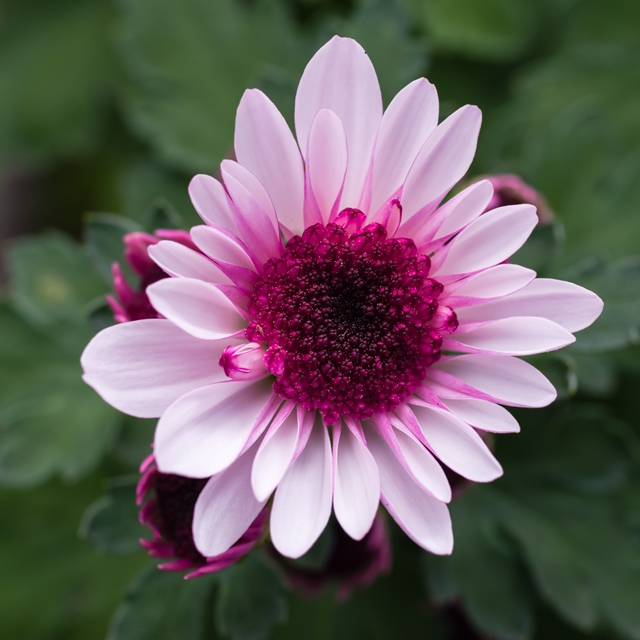 荷兰菊(全国包邮)