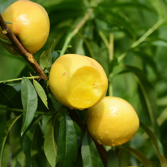 【健康生活推荐】山东临沂蒙阴 黄金桃 惊艳颜值 纯甜口感 4.