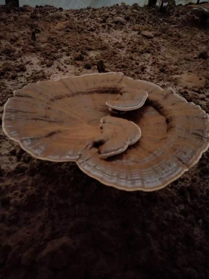 顺丰空运!广东河源和平石谷2017新鲜灵芝2斤装顺丰空运包邮