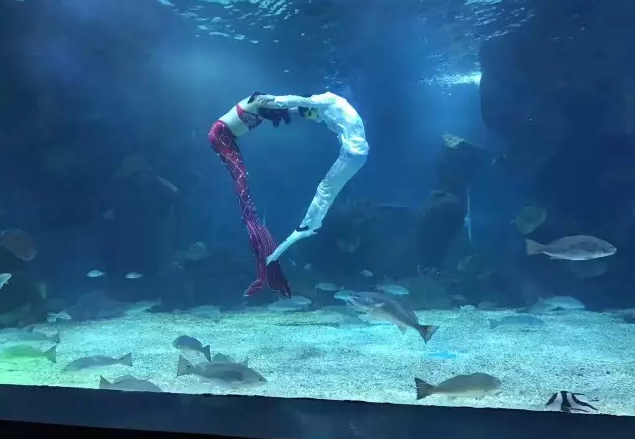 特价电子票】石家庄海悦天地海洋公园成人、儿童门票特价团购