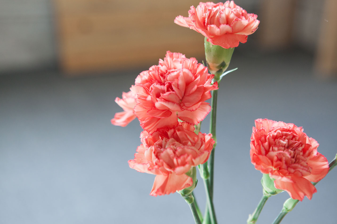 [测试-不退款]多头康乃馨--火焰