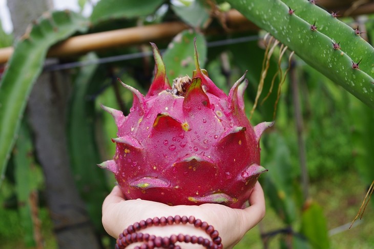 绿家自产 | 盐碱地超甜火龙果(依产出陆续发货)