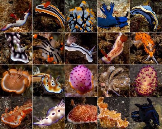 【度假村】菲律宾阿尼洛Anilao Photo Academy潜水套餐 - 在这里你的水摄技巧一定能精进！ 商品图5