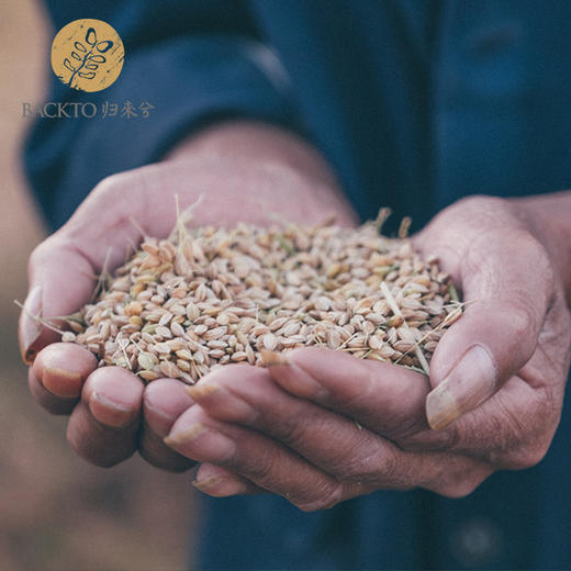 双11狂欢嗨购-有机红花香米 5kg/袋×2  全国配送（偏远地区除外） 商品图3