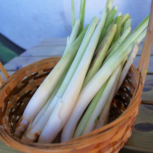 生态香茅 | 绿家自产* Eco-Citronella | Self-production 商品图0