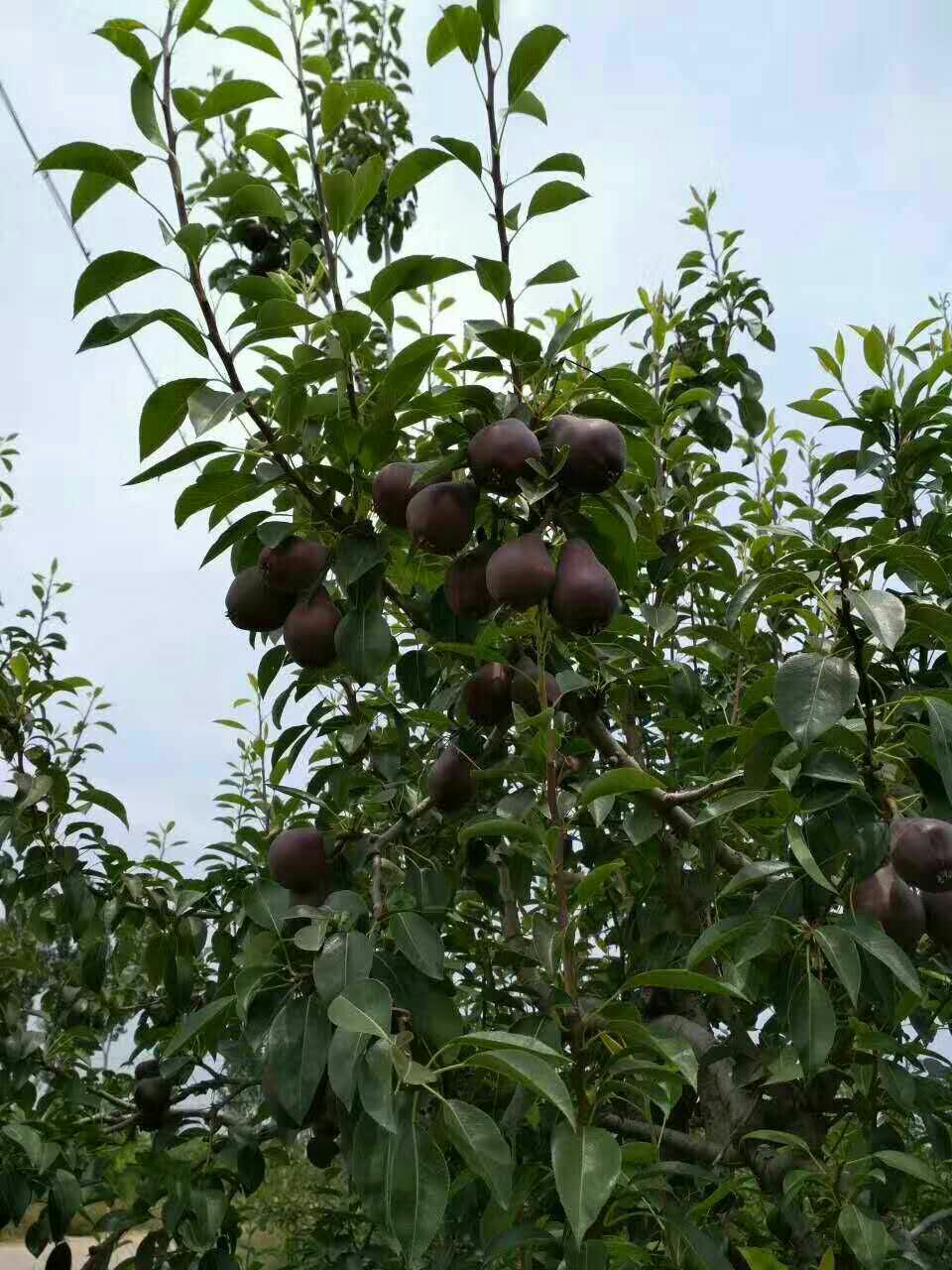 红啤梨,新品种热卖了,吃法特色,这个尝鲜季就它了,宝宝们赶快来围观哦