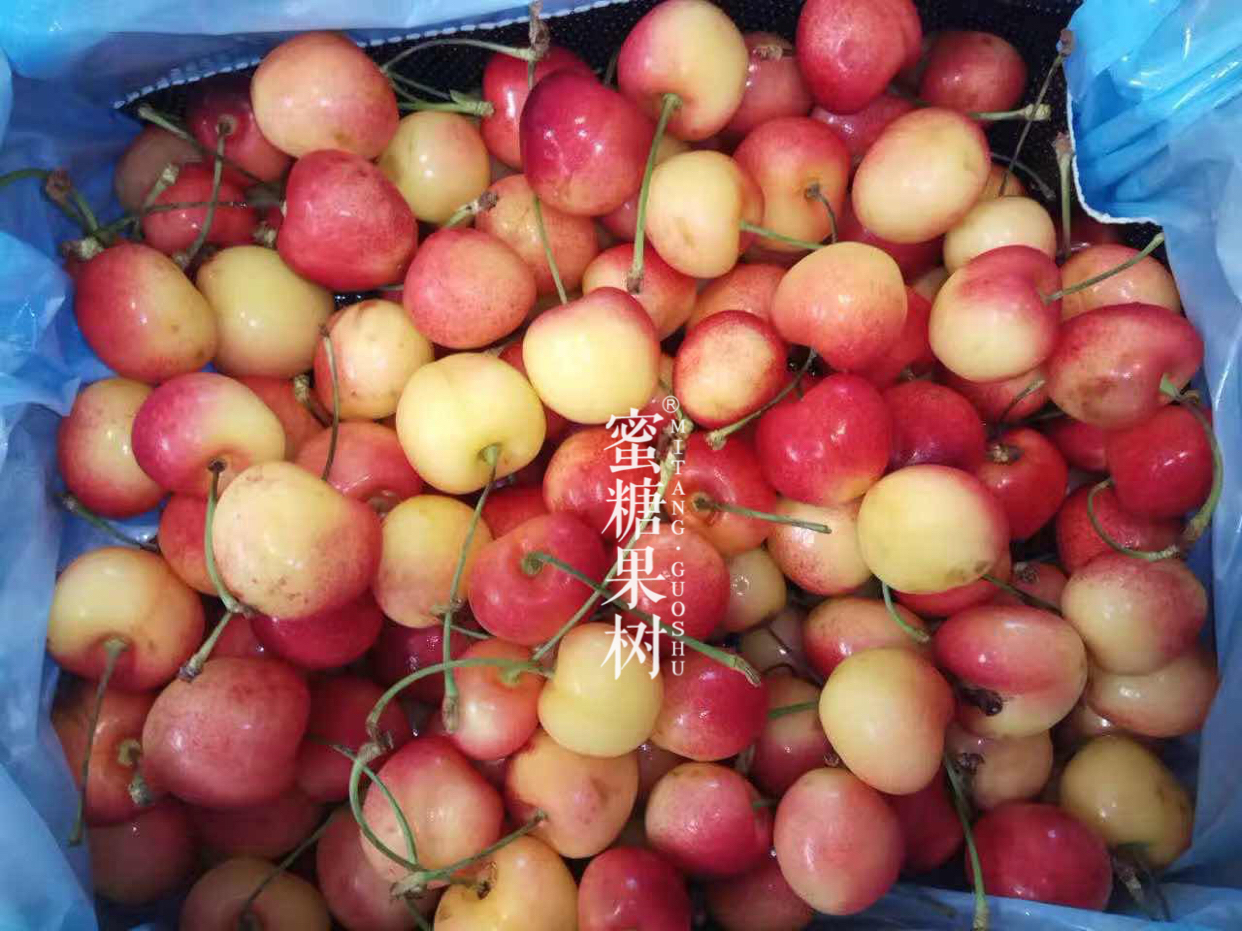 【限量版美国金车两斤装】美国进口空运金车,限量两斤原装,刚下飞机