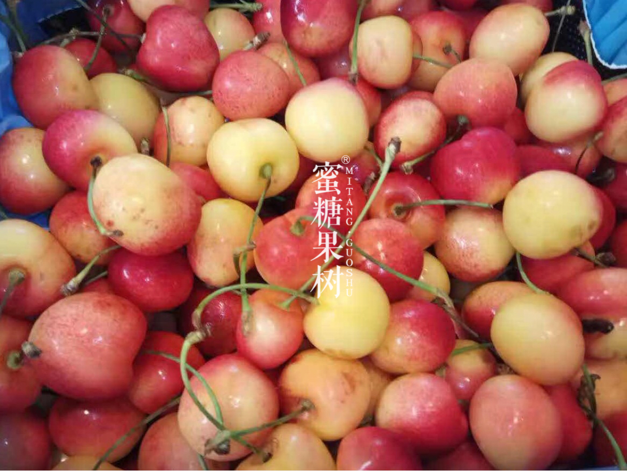 【限量版美国金车两斤装】美国进口空运金车,限量两斤原装,刚下飞机