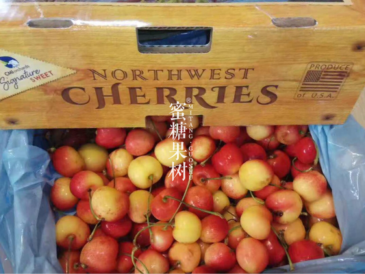 【限量版美国金车两斤装】美国进口空运金车,限量两斤原装,刚下飞机