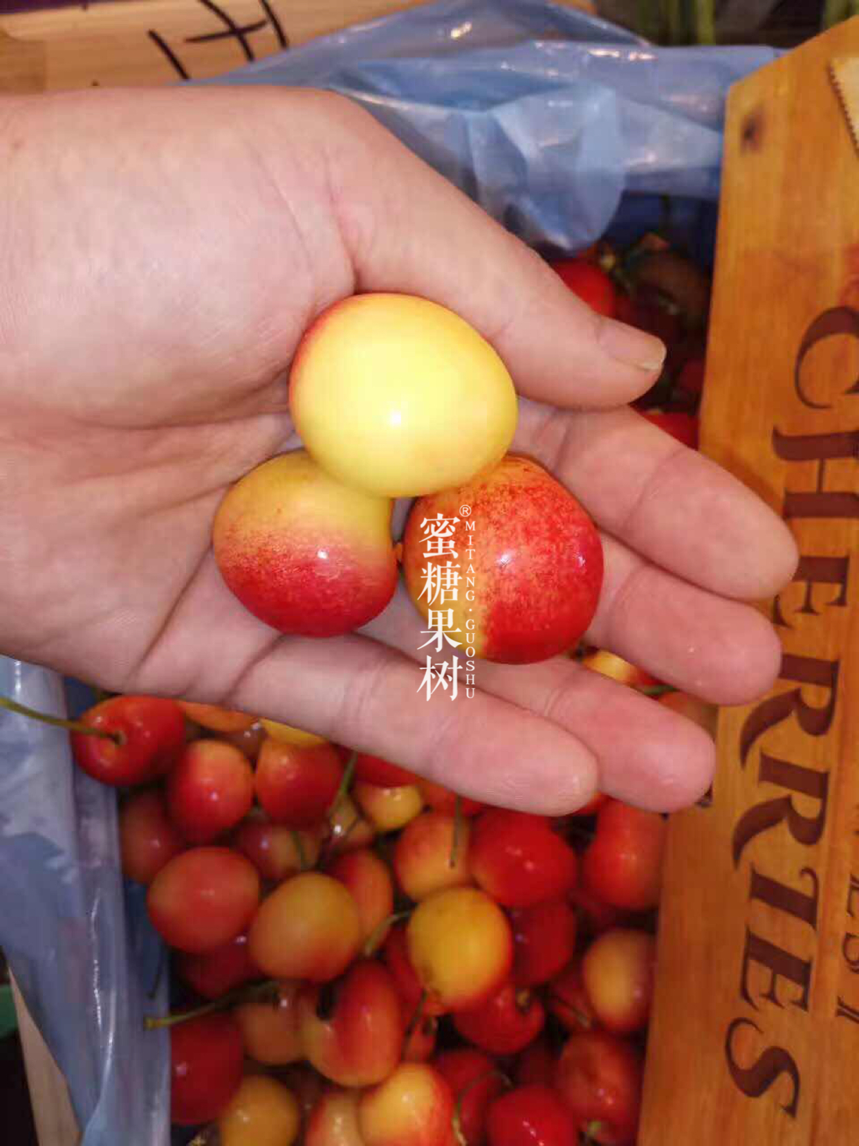 【限量版美国金车两斤装】美国进口空运金车,限量两斤原装,刚下飞机