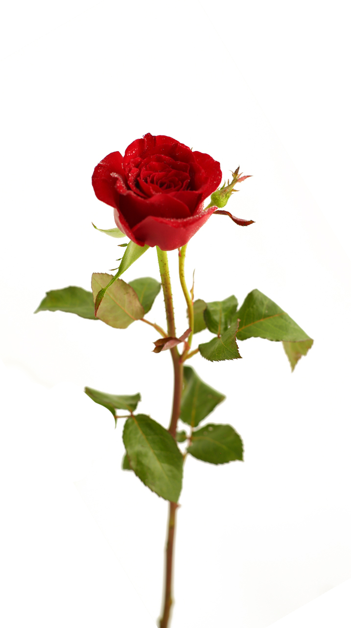 《黑美人玫瑰》