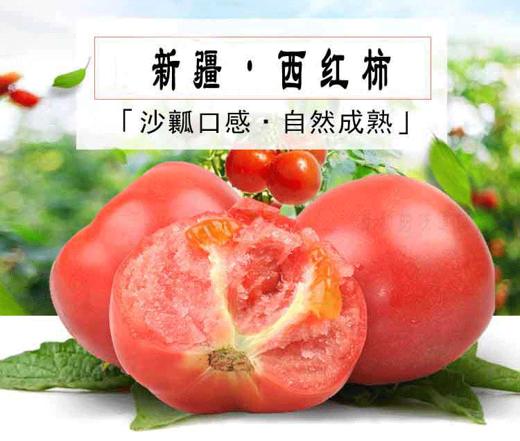 吐鲁番沙瓤番茄净重 5斤净重家庭装/礼盒装 顺丰产地直邮