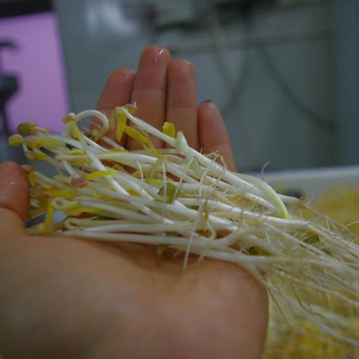 生态绿豆芽 | 绿家自产* Eco- mung bean sprouts | Self-production 商品图1