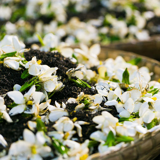 茶颜观色·栀子花红茶