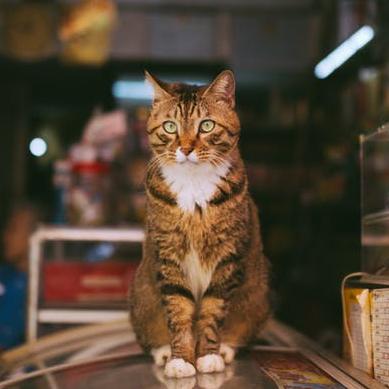 一间杂货铺Zakka230122