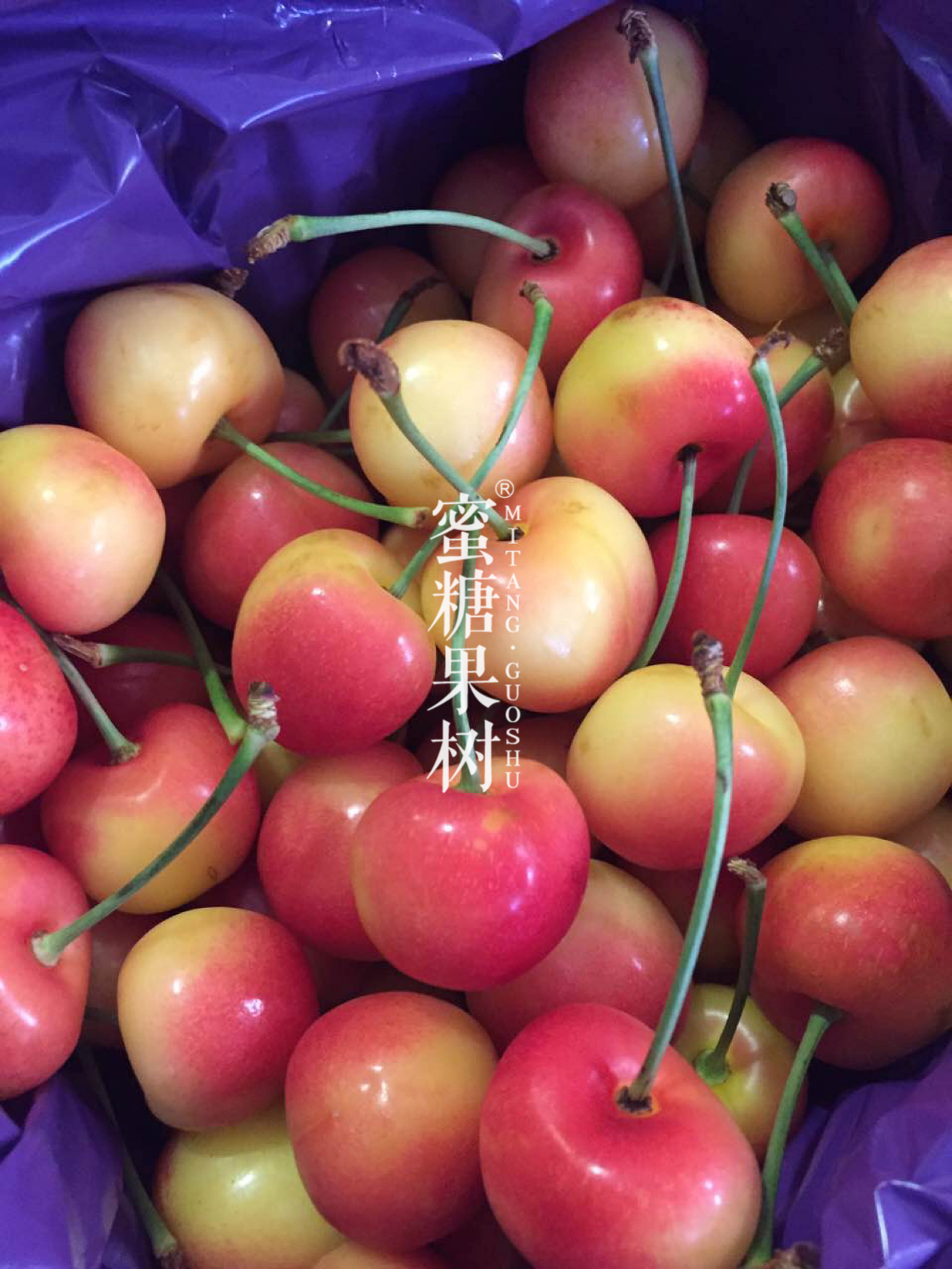 【限量版美国金车两斤装】美国进口空运金车,限量两斤原装,刚下飞机