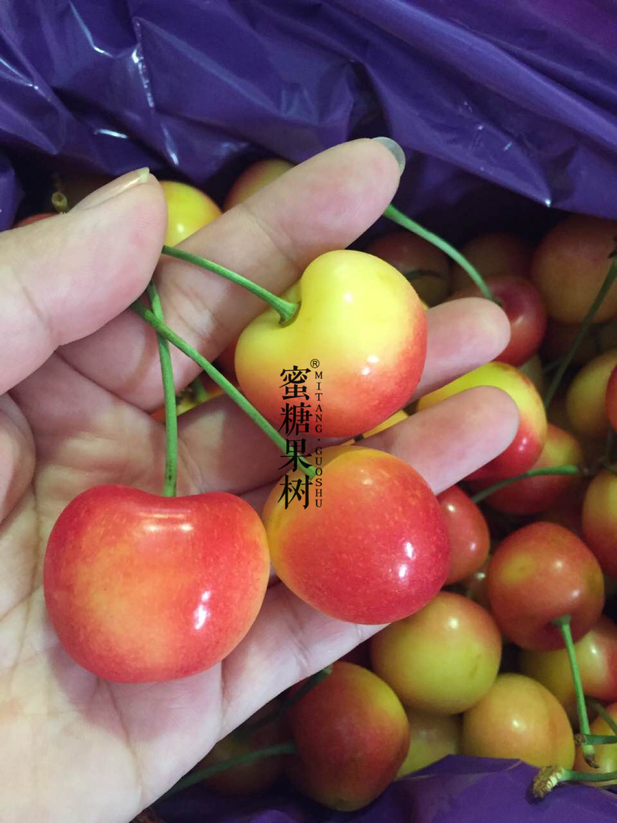 【限量版美国金车两斤装】美国进口空运金车,限量两斤原装,刚下飞机