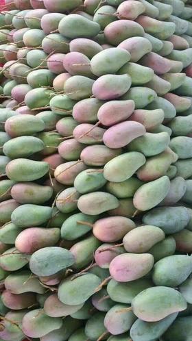 百色小金芒5斤装