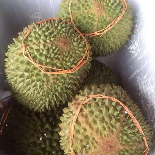 马来西亚“液氮”D197猫山王Musang King榴莲——，口感细腻 商品图10