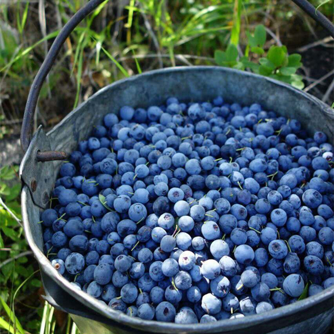 2018年新摘大兴安岭野生蓝莓果酱