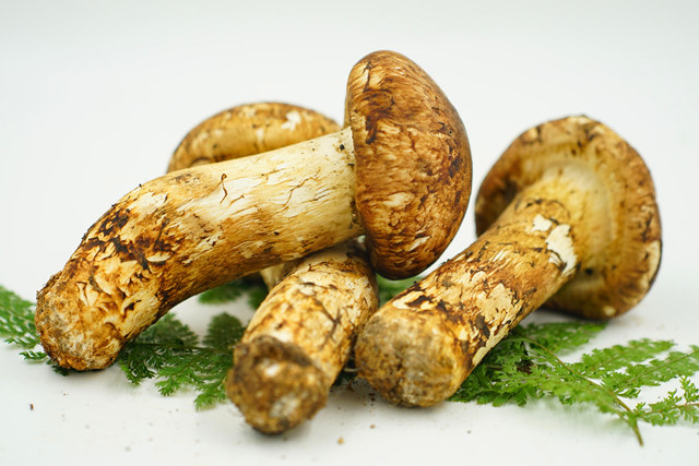 香格里拉松茸 1000克 珍品