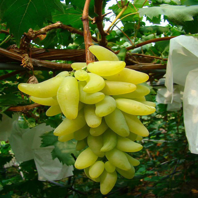 天天新鲜-----大泽山原产地金手指葡萄 特价11/斤