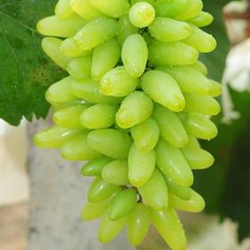 天天新鲜----大泽山原产地金手指葡萄特价 13/斤