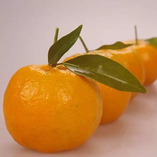 大山村农家自种柑橘椪柑脐橙新鲜水果酸甜美味5斤装