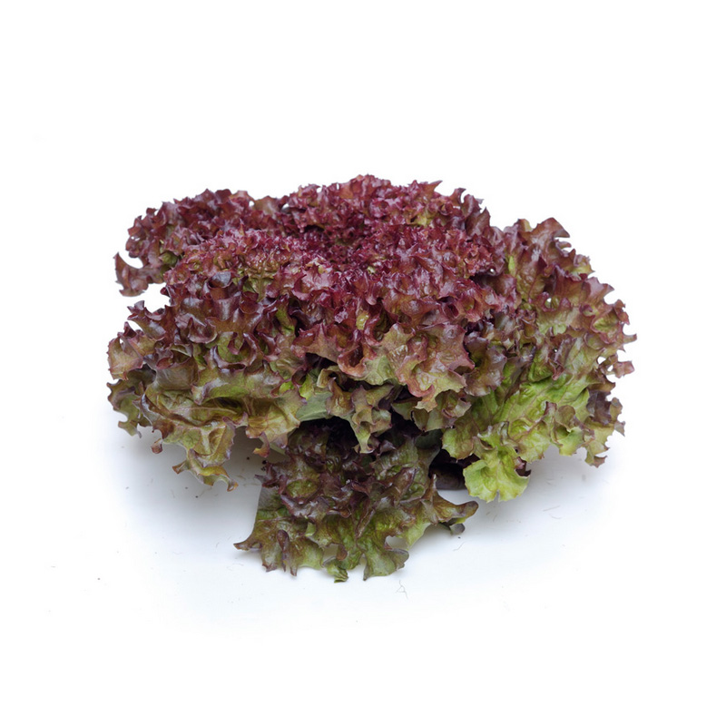 红叶生菜 紫生菜 约250g/份