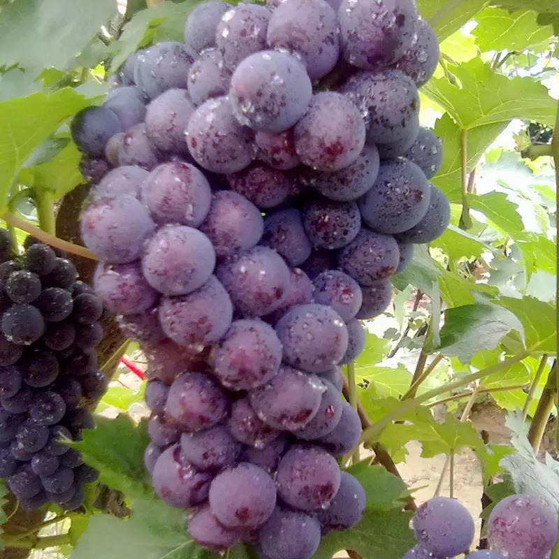 玫瑰香尾款支付58