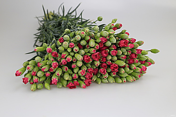 多丁-桃色a级 - 佳品鲜花商城