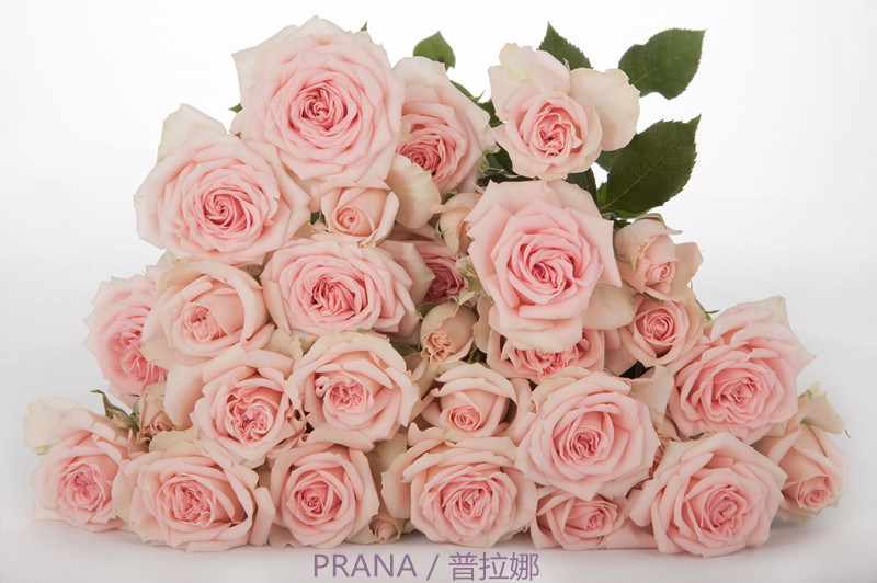 粉色多头玫瑰品种图片