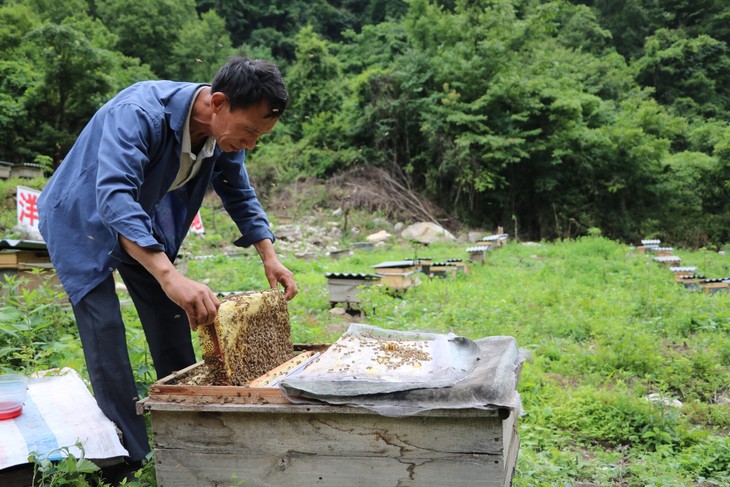 养蜂人 拥有26年秦岭深山养蜂经验